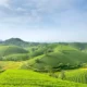 Join the Green Revolution