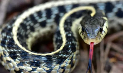 are garter snakes poisonous