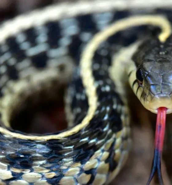 are garter snakes poisonous