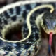 are garter snakes poisonous