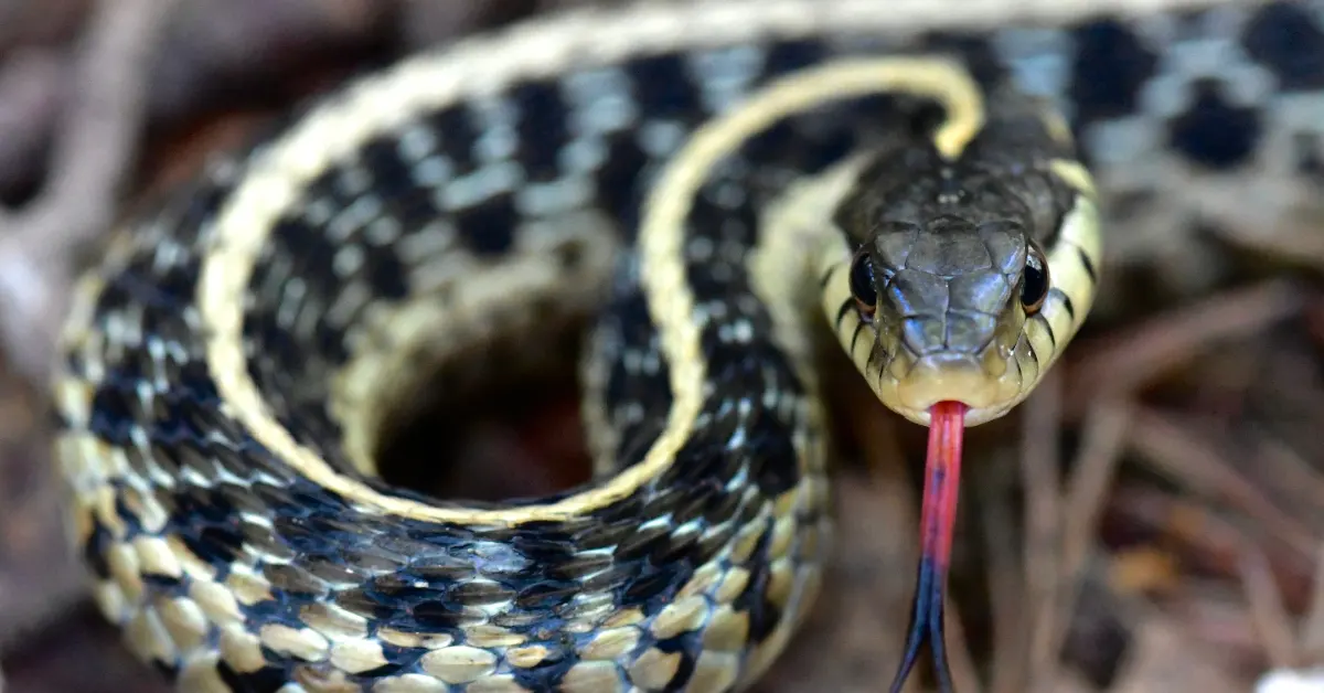 are garter snakes poisonous