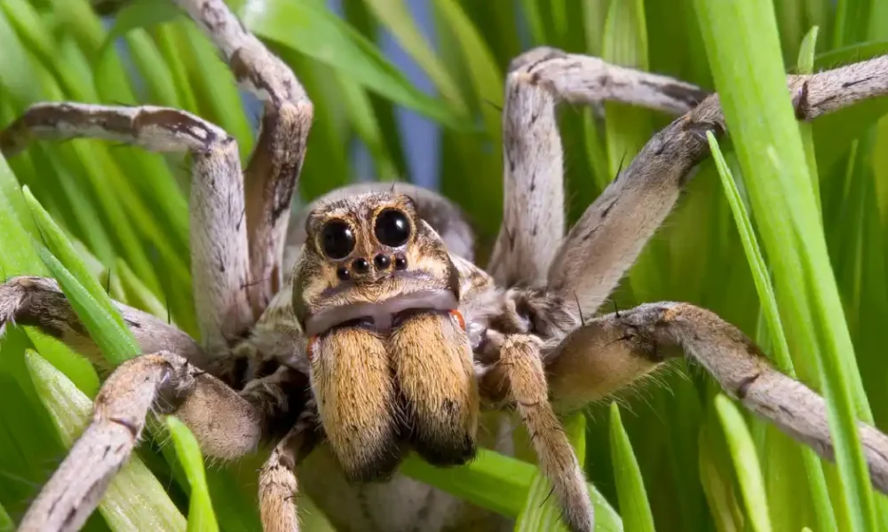 are wolf spiders poisonous