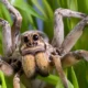 are wolf spiders poisonous