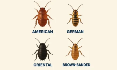 baby cockroach