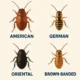 baby cockroach