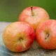 can you eat crab apples