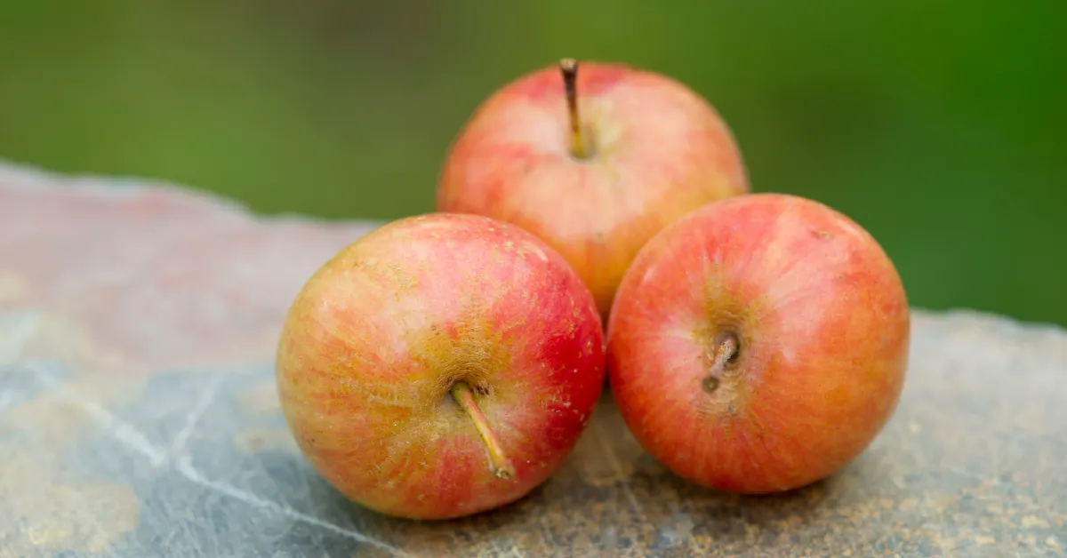can you eat crab apples