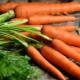 how long to boil carrots
