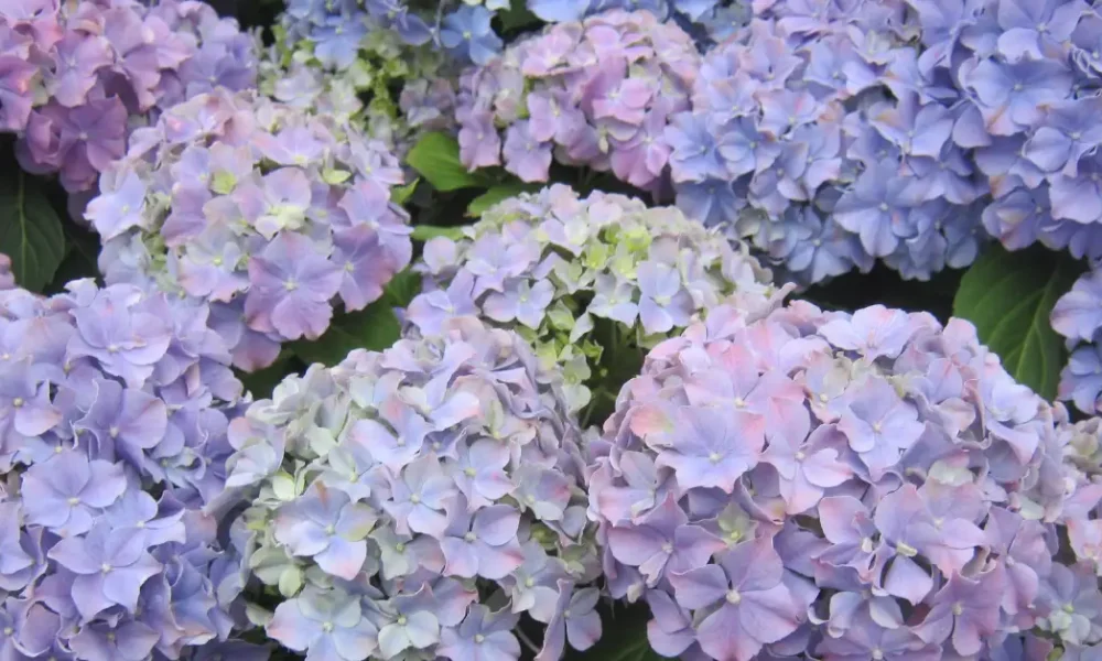 how to prune hydrangeas