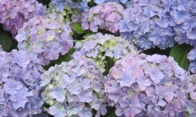 how to prune hydrangeas