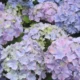 how to prune hydrangeas