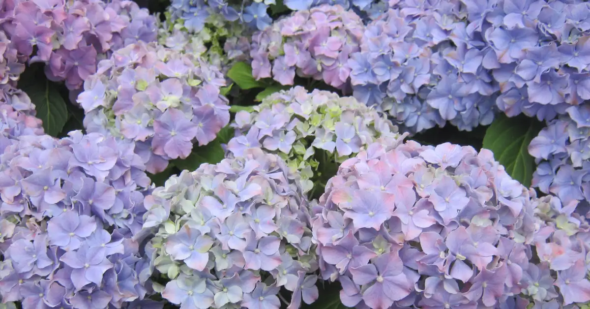 how to prune hydrangeas