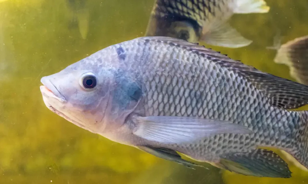 is tilapia a real fish