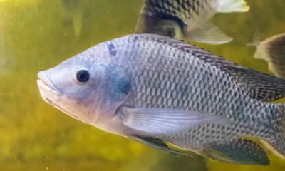 is tilapia a real fish