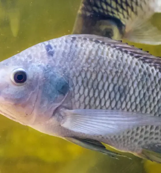 is tilapia a real fish