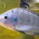 is tilapia a real fish