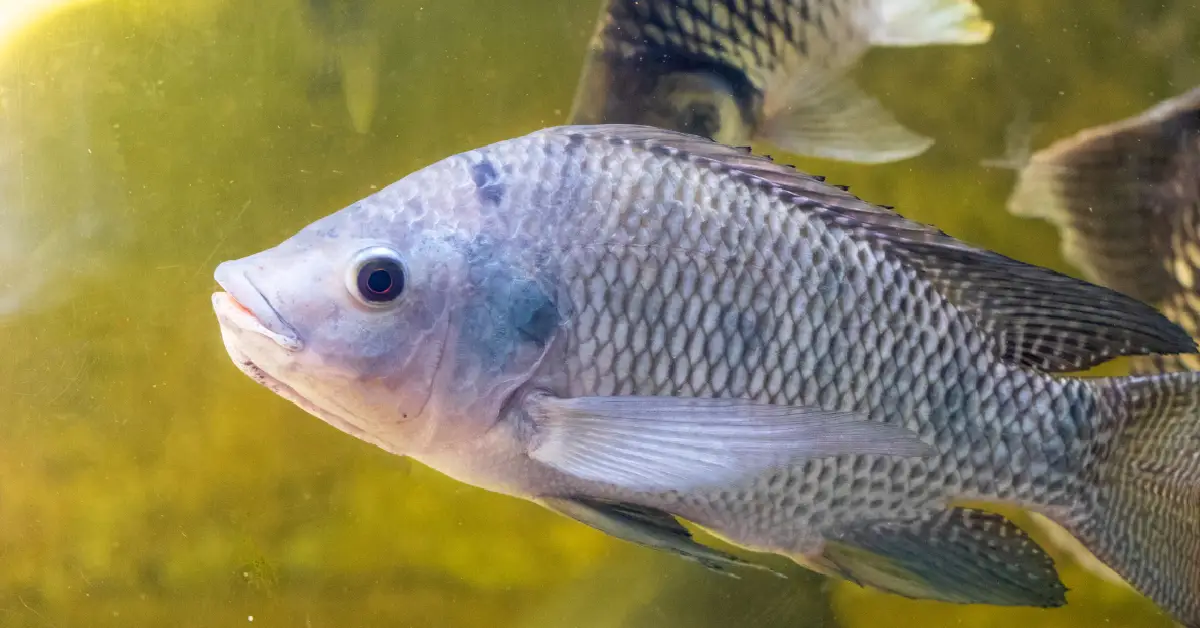 is tilapia a real fish