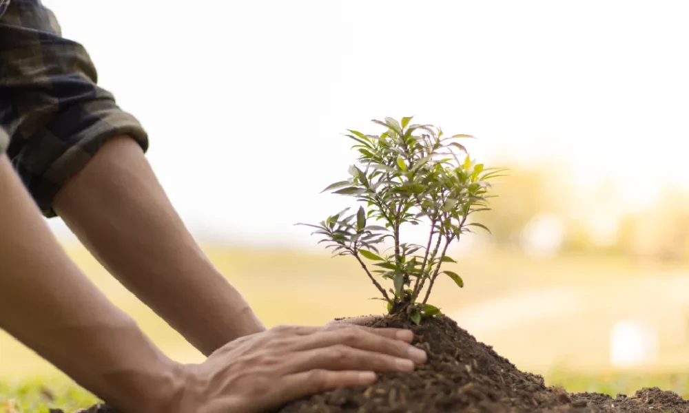 reap is what you sow