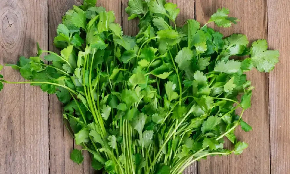 substitute for cilantro