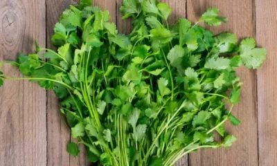 substitute for cilantro