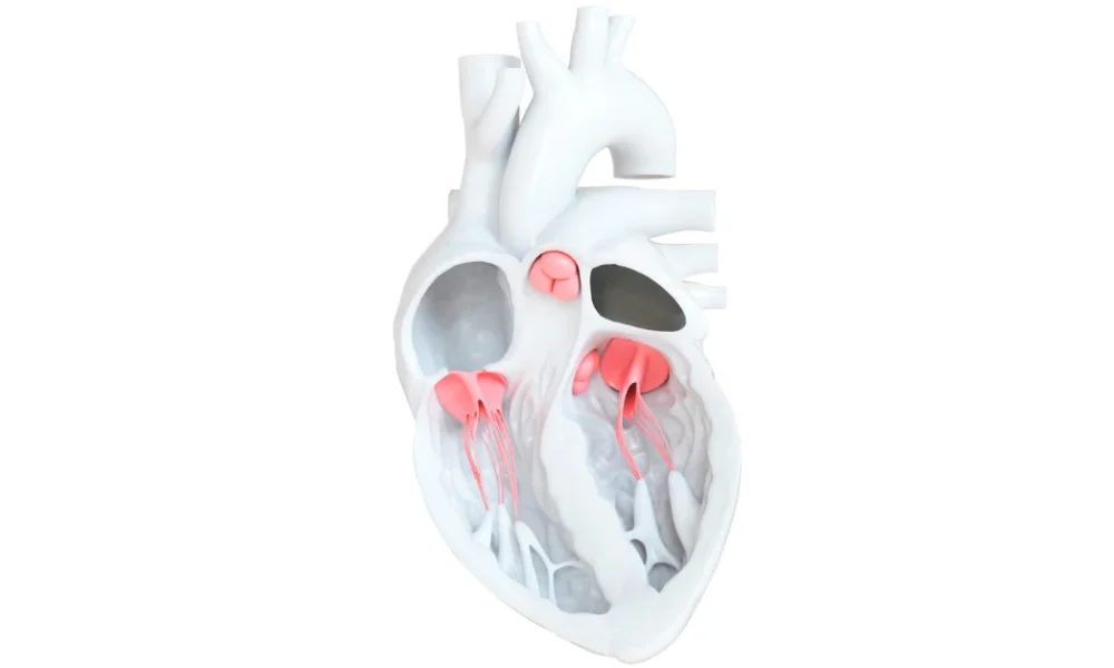 trileaflet aortic valve