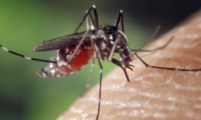 what animal is the most dangerous in the world