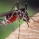 what animal is the most dangerous in the world