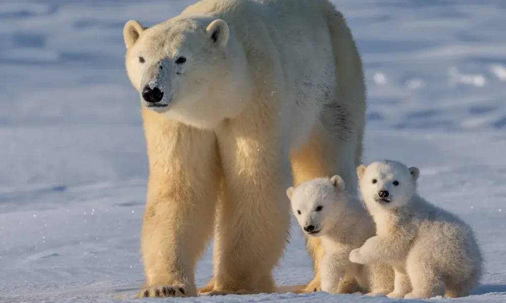what color is the polar bear's skin