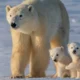 what color is the polar bear's skin