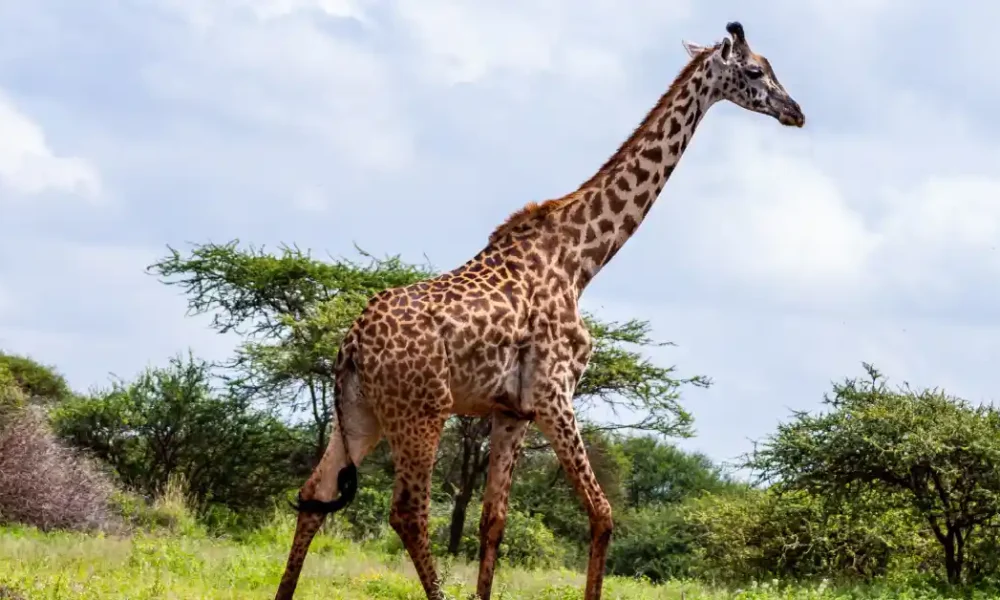 what sound does a giraffe make