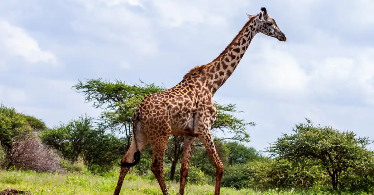 what sound does a giraffe make