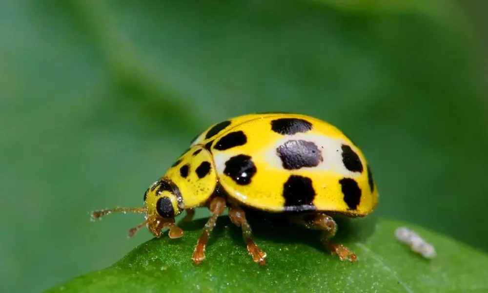 yellow ladybug