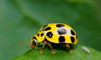 yellow ladybug