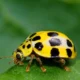 yellow ladybug