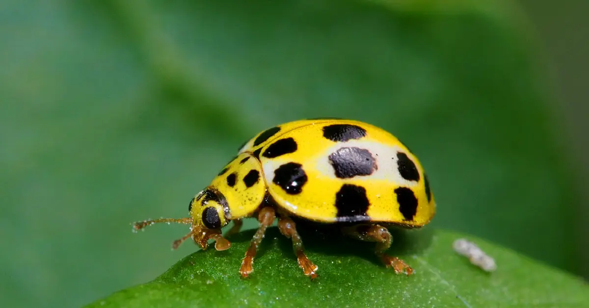 yellow ladybug