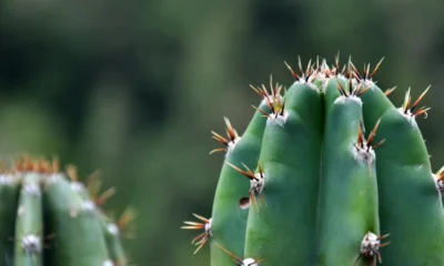 Cactus AI