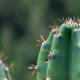 Cactus AI