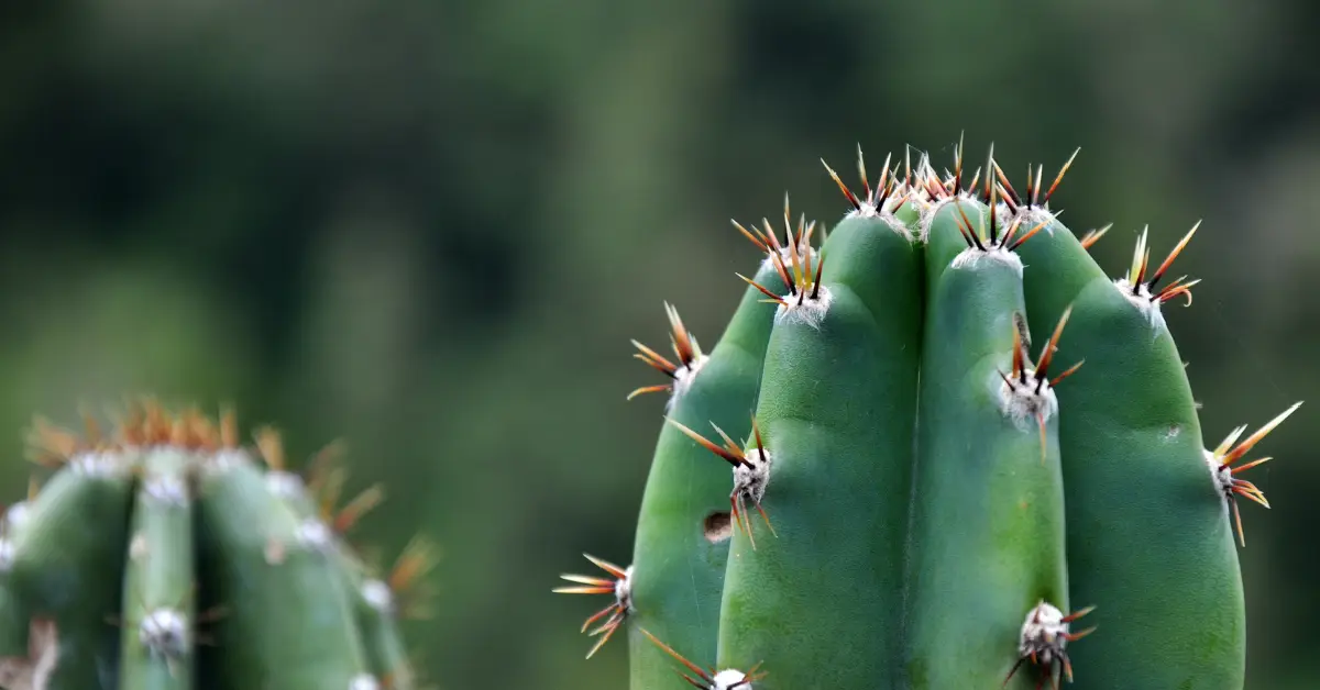 Cactus AI