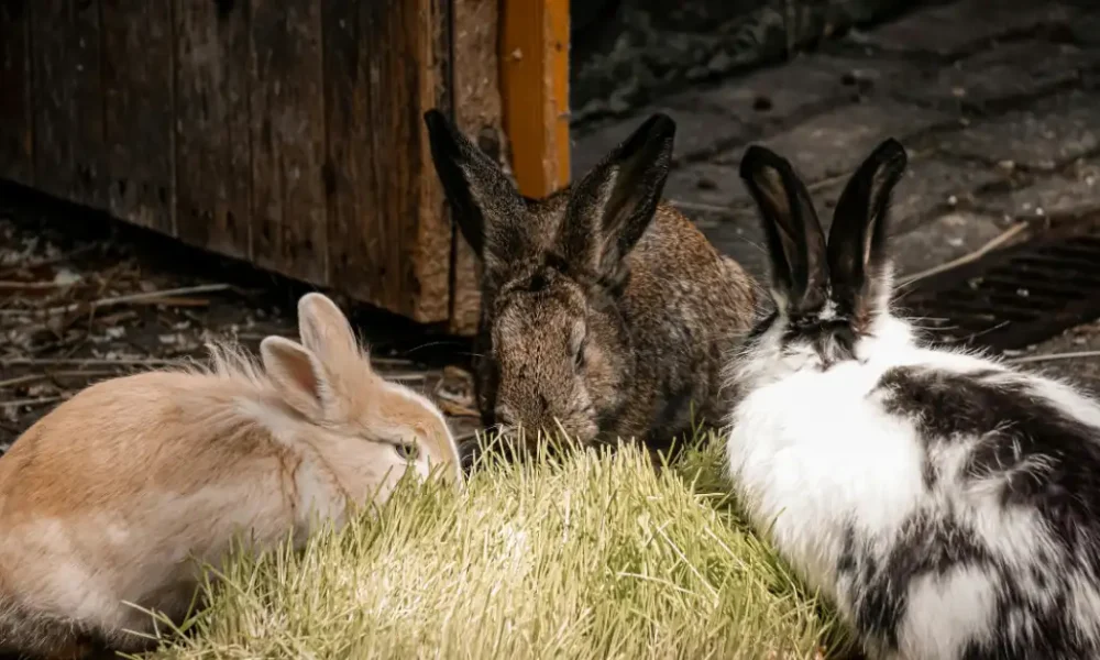 Can rabbits eat cabbage