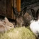 Can rabbits eat cabbage