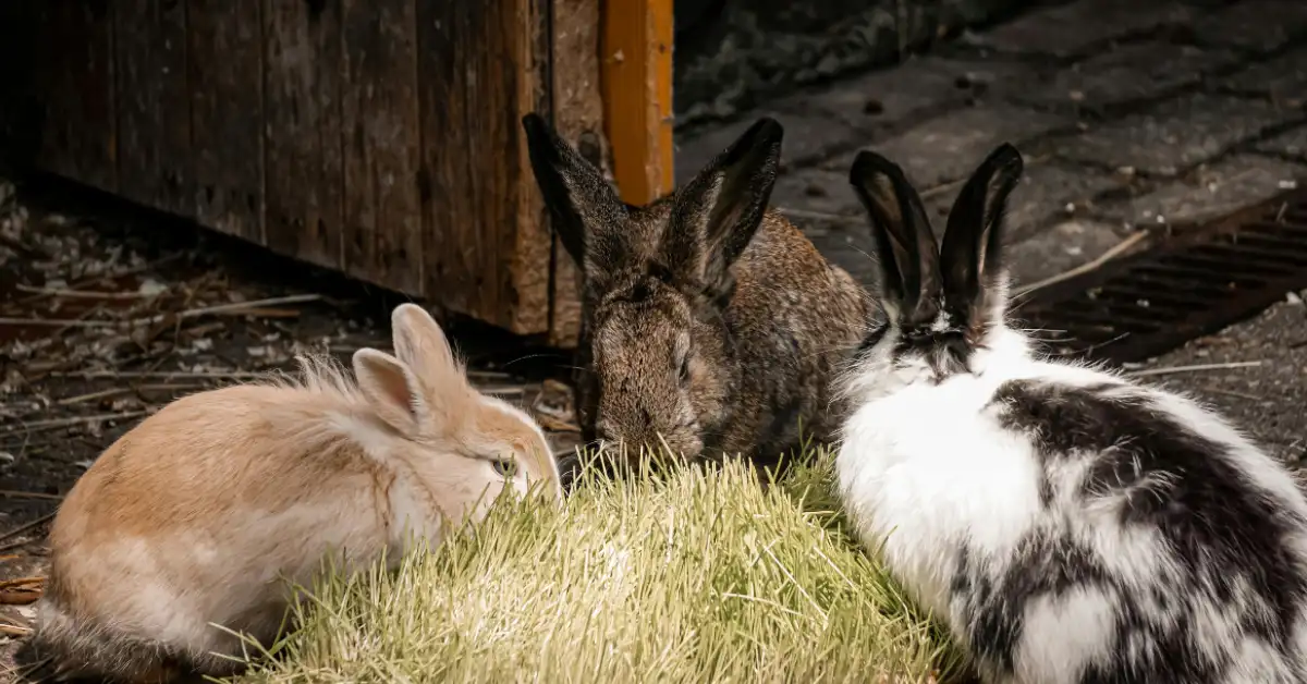 Can rabbits eat cabbage