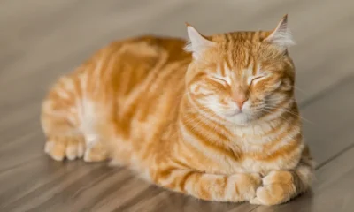 Cat in the Chrysalis spoiler