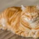 Cat in the Chrysalis spoiler
