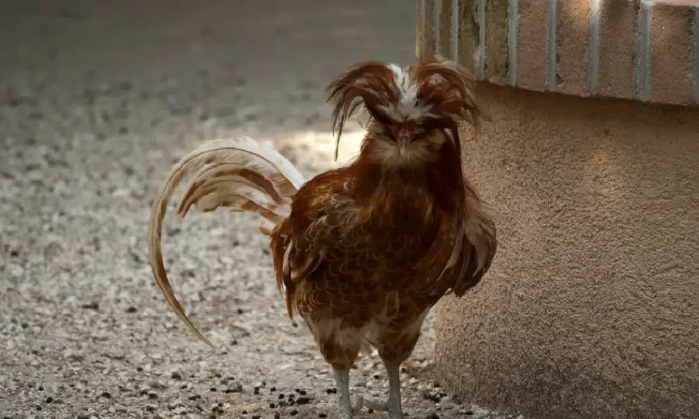 Padovana Chickens