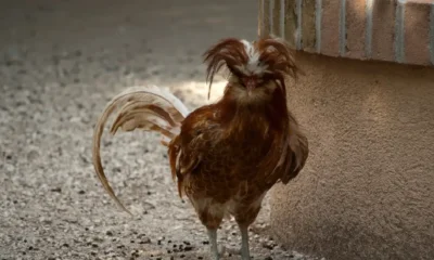 Padovana Chickens