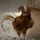 Padovana Chickens