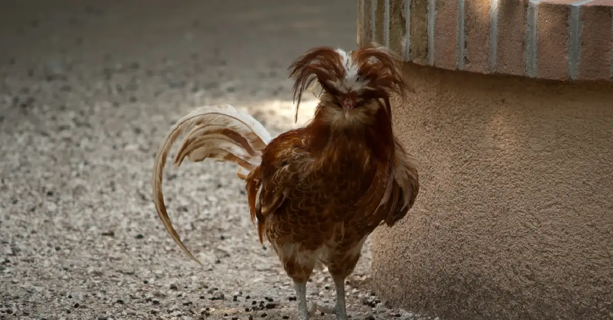Padovana Chickens